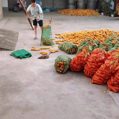 国庆邂逅 秋收劳动的你最美