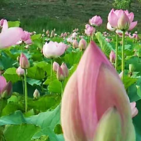 荷花～出淤泥而不染