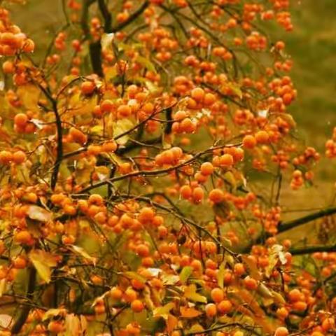 美丽的风景在路上…… 摄像--杨晓峰