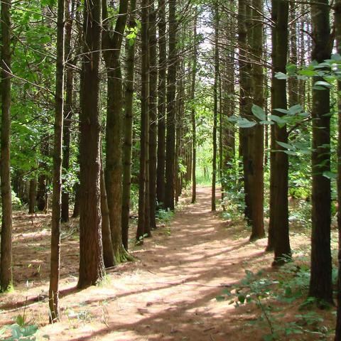 Kolapore Wilderness and Duncan Escarpment Trails 2022-08-06