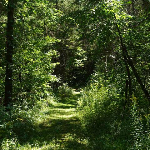 Beaver Valley B.T. and Sligo Side Trail 2022-08-27