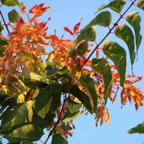 The Tree of Heaven (臭椿)