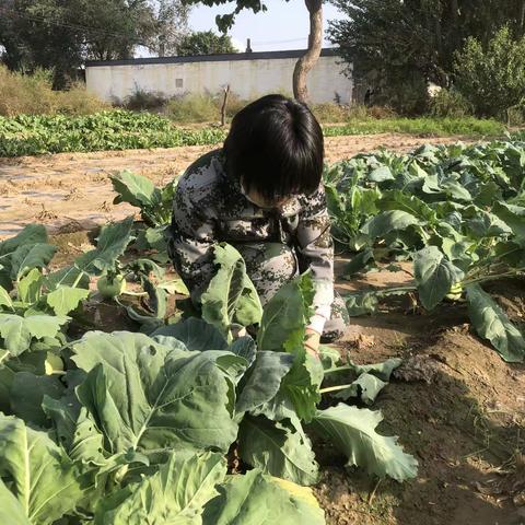 ［附中学子这样过国庆] 秋收的喜悦——忻州师院附属外国语中学初370班顾子钰2023年国庆假期实践活动小记