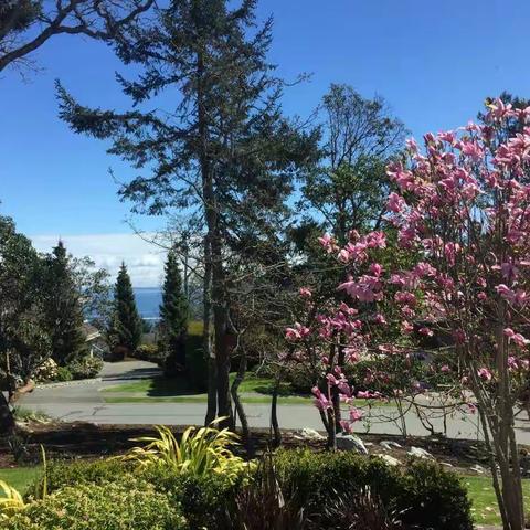 感受维岛的春天