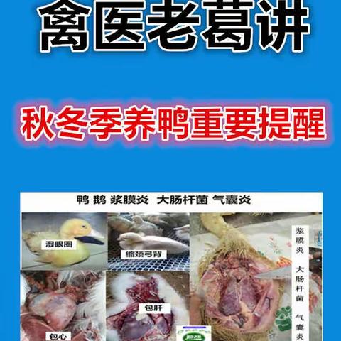 禽医老葛讲：秋冬季养鸭重要提醒