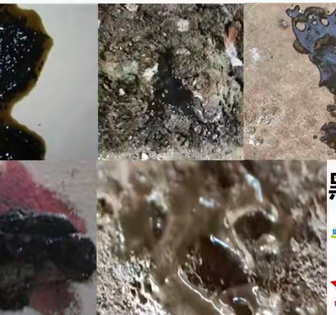 禽医老葛讲：科尔鸭拉黑色粪便怎么回事