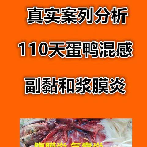 禽医老葛讲：110天蛋鸭副黏浆膜炎混感