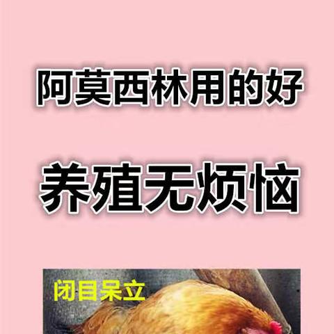 禽医老葛讲：阿莫西林用的好 养殖无烦恼