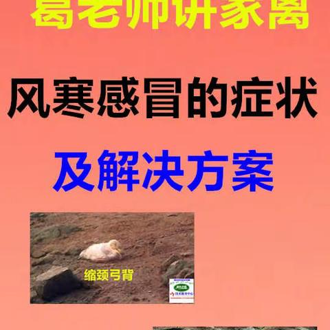 禽医老葛讲：鸡鸭鹅风寒感冒的症状解决方案