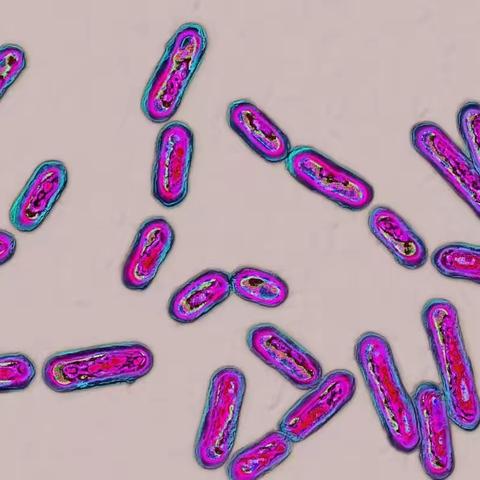 首个粪便微生物药物！Rebyota获批用于预防艰难梭菌感染的复发