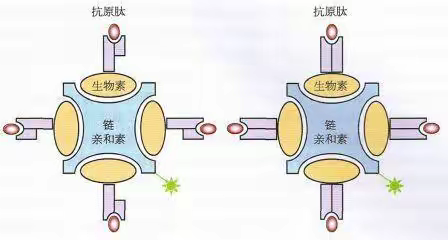 FITC/CY/ICG荧光标记四聚体 MHCⅠ-肽四聚体与荧光素标记的链霉亲和素结合形成四聚体