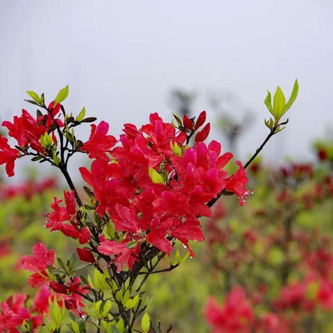 雾中的杜鹃花