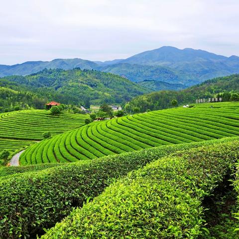 歌友同游茶山记