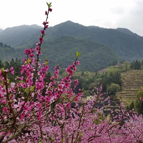丘地兰坦桃花红