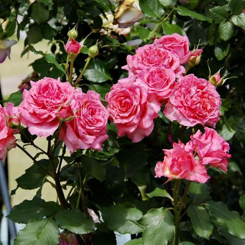 福州牛岗山公园月季花展