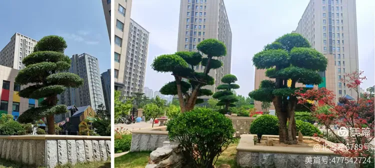 对节白蜡苗子价格