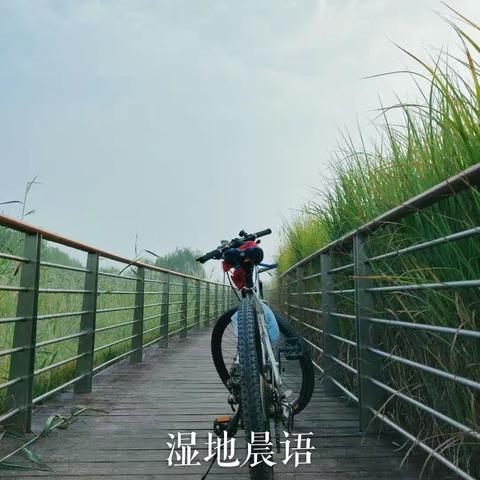 湿地晨语