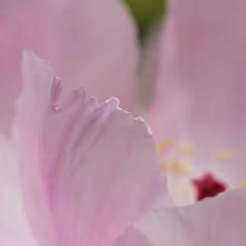 花王说