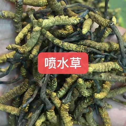 【科普帖】虫草“十不买”（四）