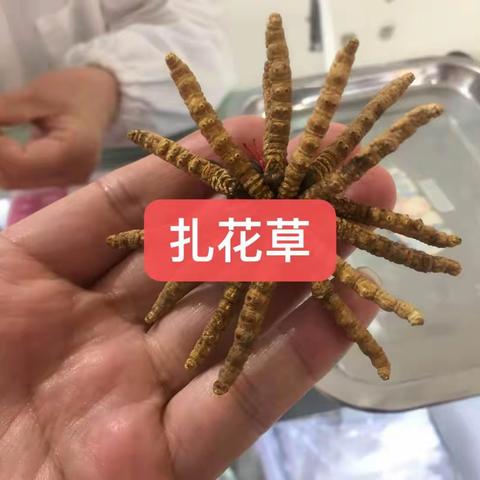 【科普帖】虫草“十不买”（七）