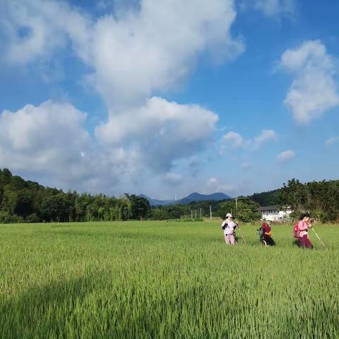 夏日丛林—定南县岭北镇徒步