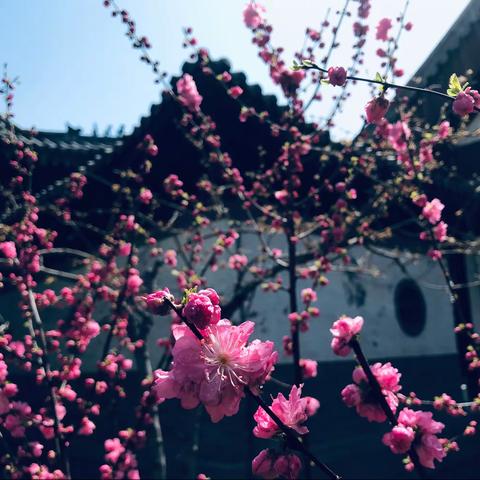 与花邂逅，香气自来！                           ﻿花朝节·花道雅集