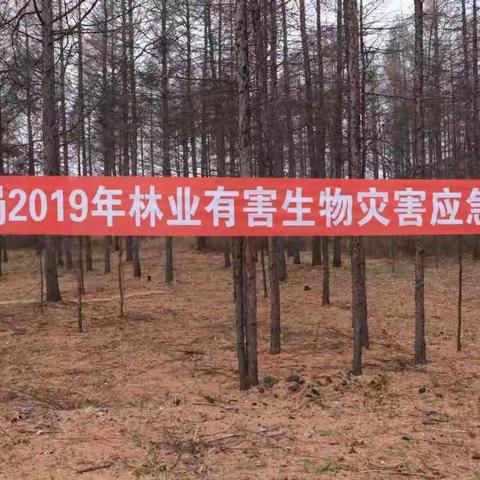 2019年森防站开展“突发林业有害生物灾害”应急演练
