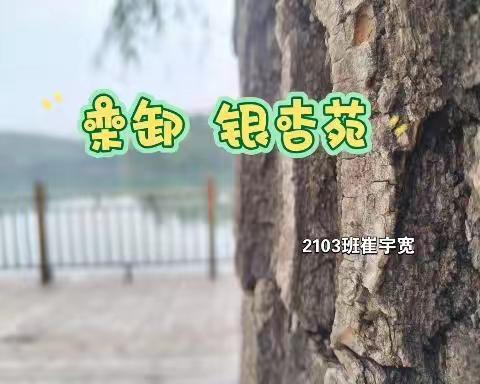 银杏苑（英语实践作业）