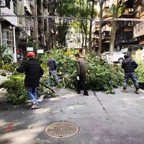 基层环境治理，修剪老旧小区“扰民树”