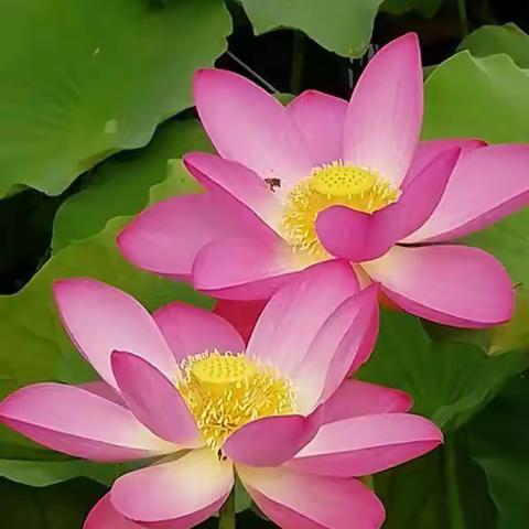 寻芳缤纷菡萏美 揽胜荷花舞芳菲