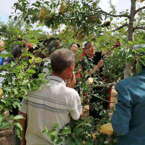 川口镇《优势在山坡 致富靠苹果》果树夏季管理宣传