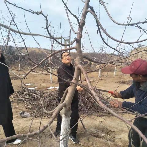 川口镇 优势在山坡 致富靠苹果 果树春管宣传