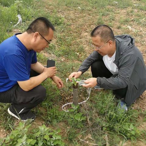 川口镇《优势在山坡 致富靠苹果》产业宣传