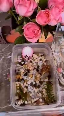 高梓萱的小蛙仔们