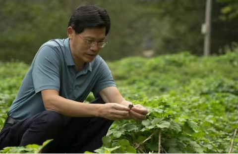 以武陵山独活为基础，打造全方位护肤系列—络门舒焕颜保湿面膜