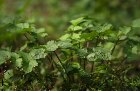 络门舒独活焕颜面膜深度解密：广东宇通医药超临界萃取技术的应用