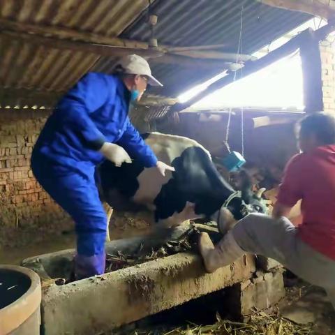 农业农村局争分夺秒全力以赴做好秋季动物防疫工作