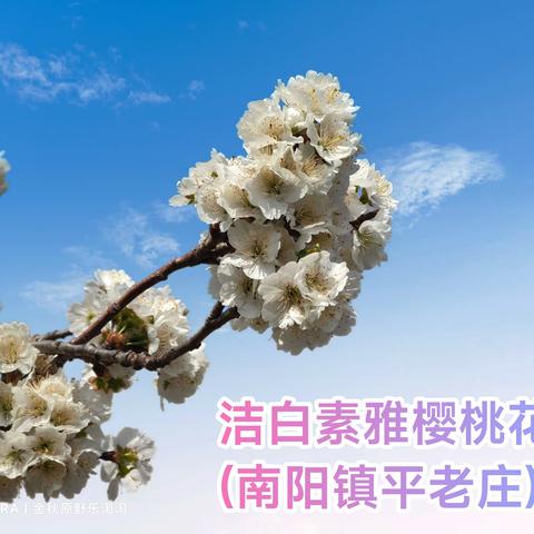 洁白素雅樱桃花(南阳镇平老庄)一枝独秀