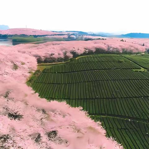 黔山春华咏