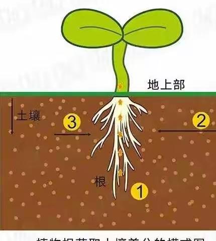 生根不养根，到头一场空！