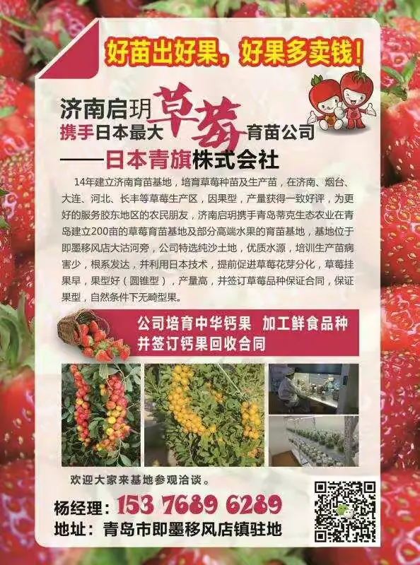 草莓苗—公司青岛基地