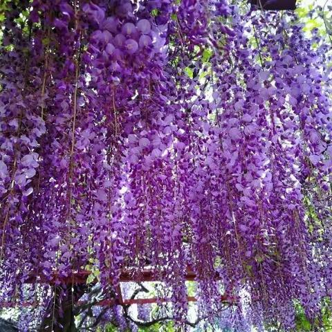 撷数学学习之重彩，绘数学集体备课之美篇——睢宁县南门学校数学组参加市集体备课活动
