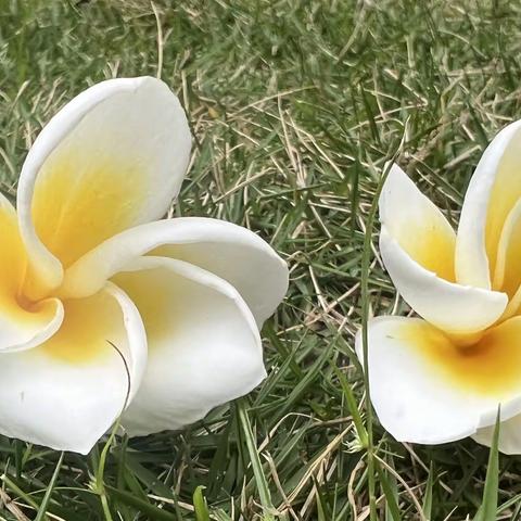 逆行时光 花开可期                                              一一致敬闪闪发光的中南社区志愿者