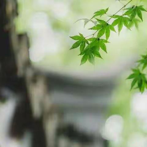 【“驯兽”记】潍坊瀚声学校初三年级“线上班级学习”教师育人故事分享2