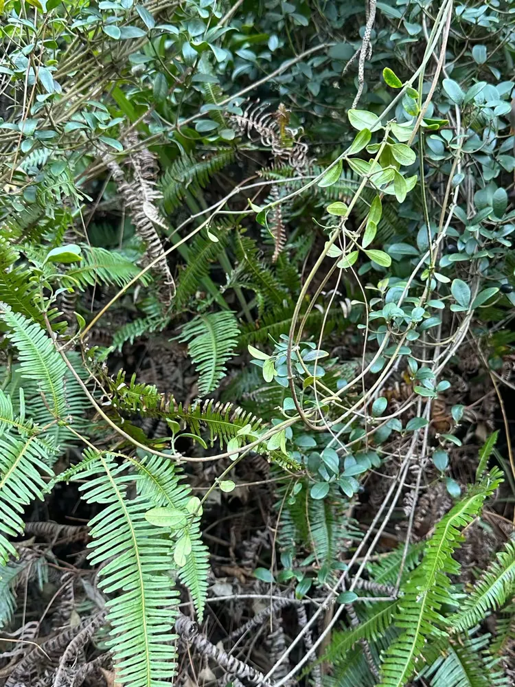 alyxia sinensis champ.ex benth