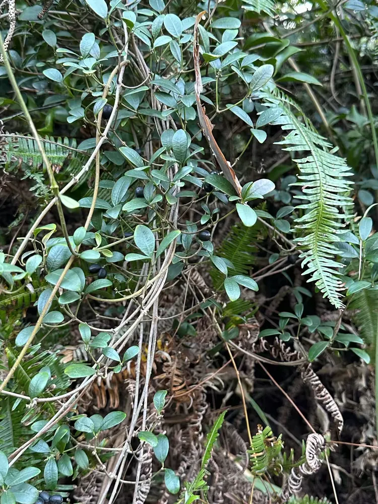 alyxia sinensis champ.ex benth