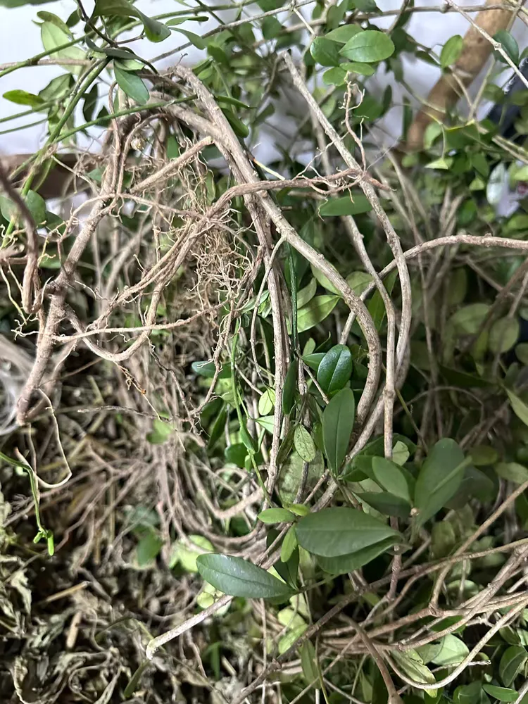 alyxia sinensis champ.ex benth