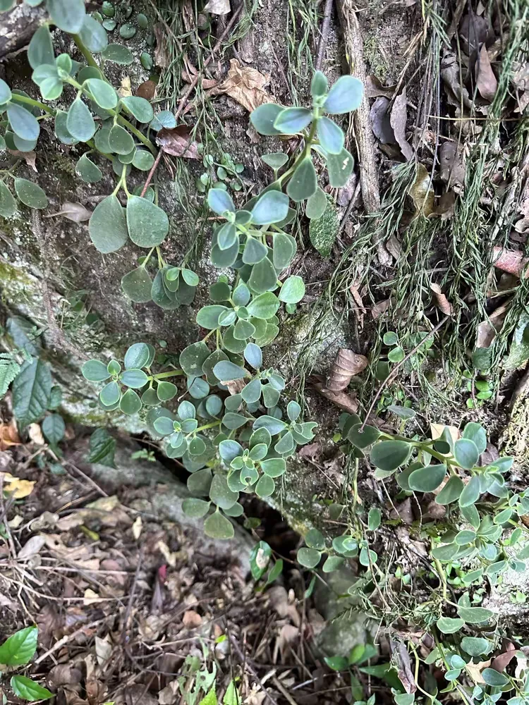 石蝉草 peperomia dindygulensis miq