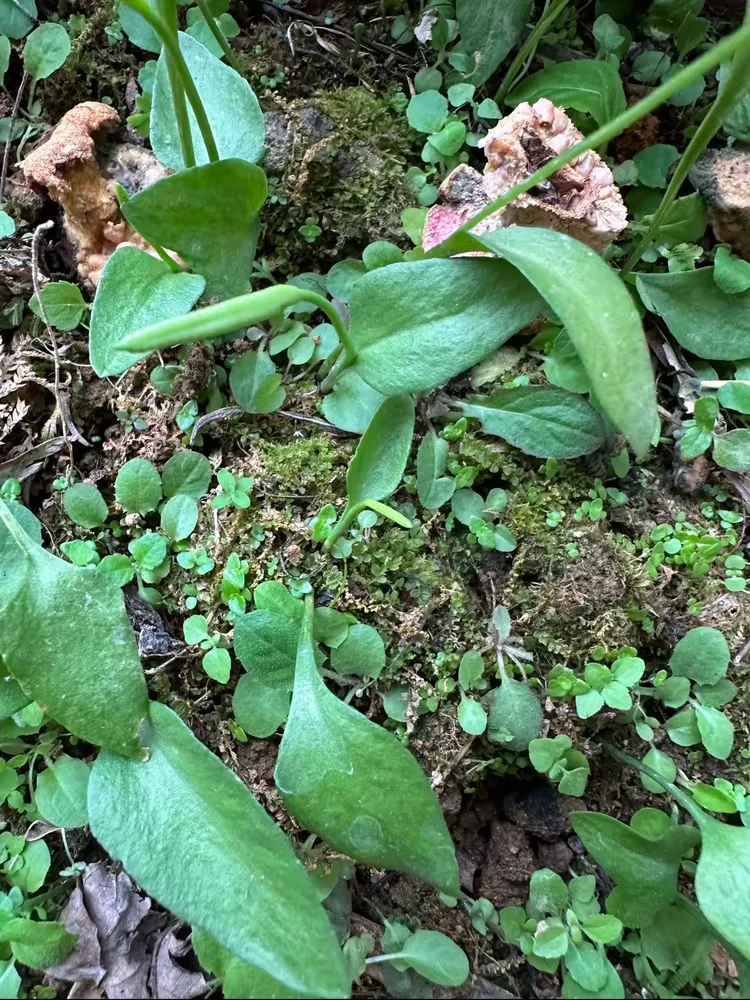 ophioglossum pedunculosum desv