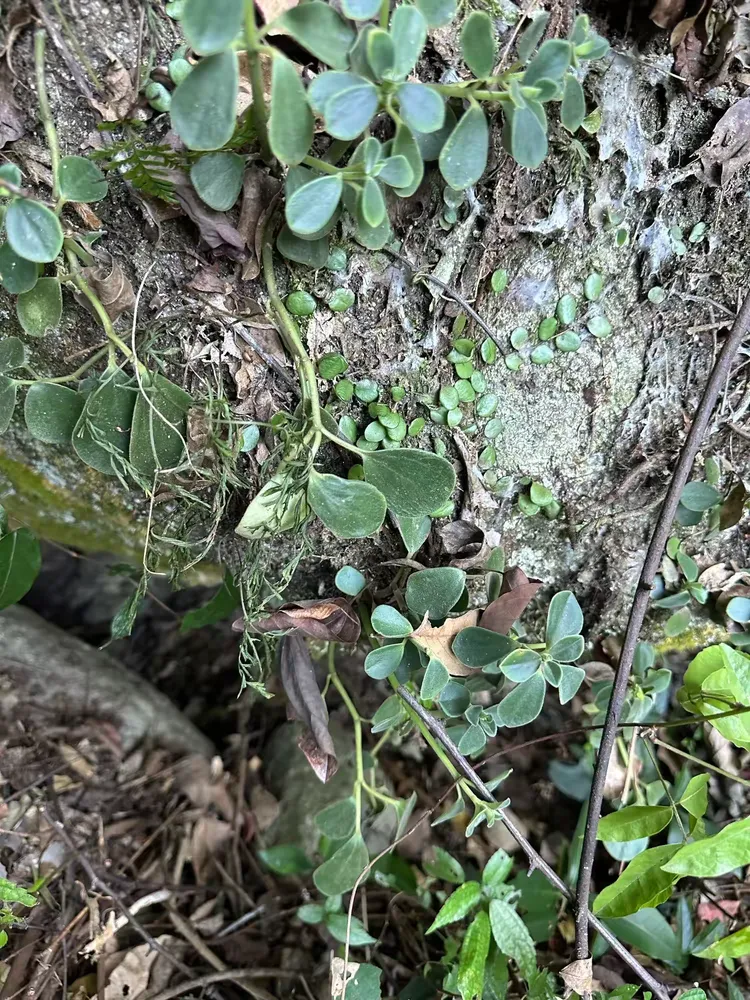 石蝉草 peperomia dindygulensis miq